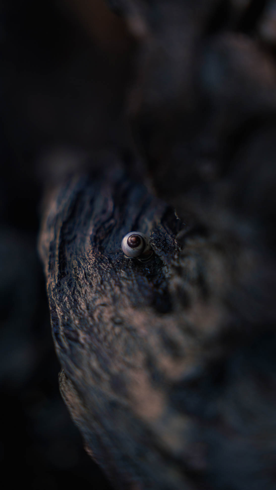 Driftwood — DSC06859