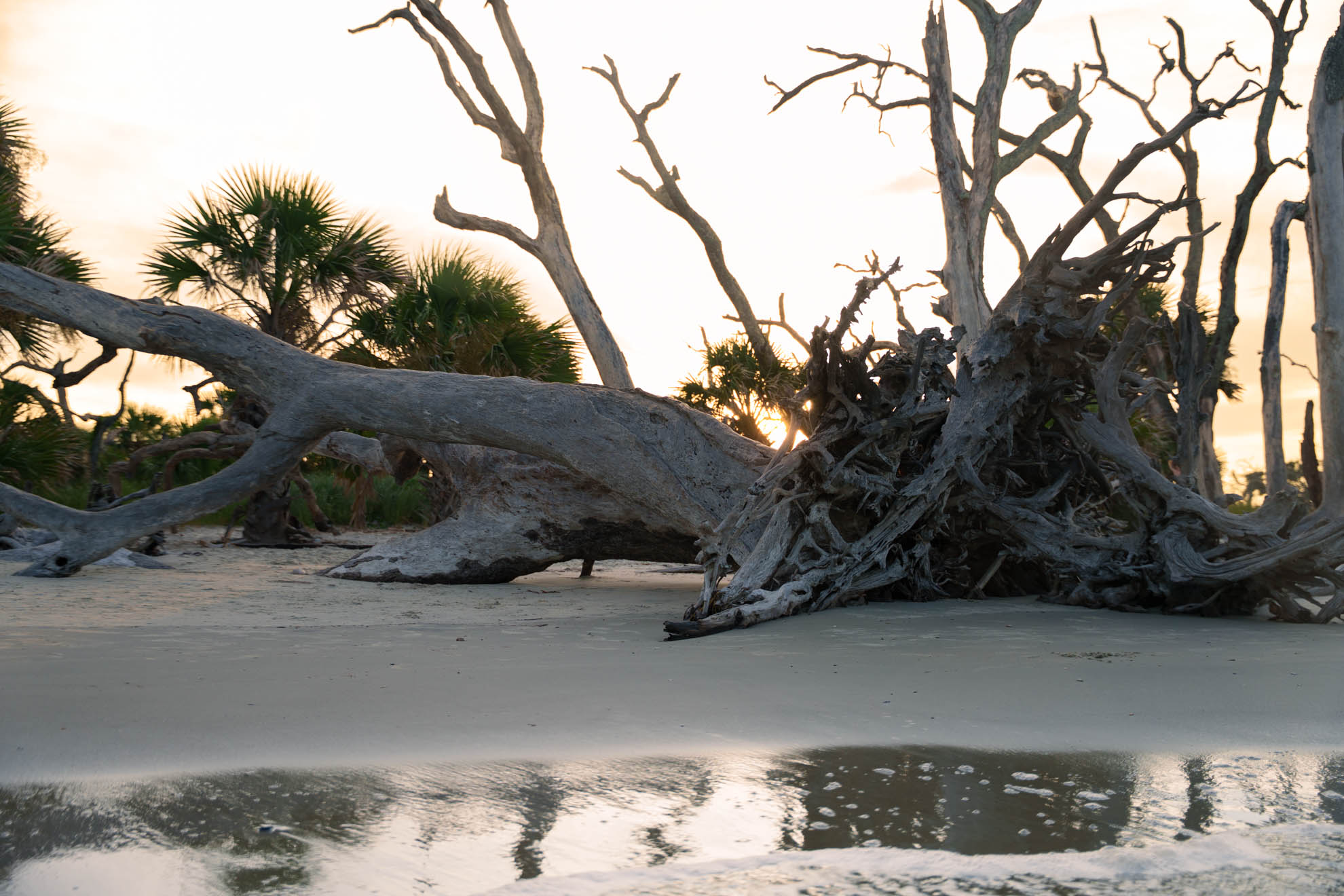 Driftwood — DSC06864