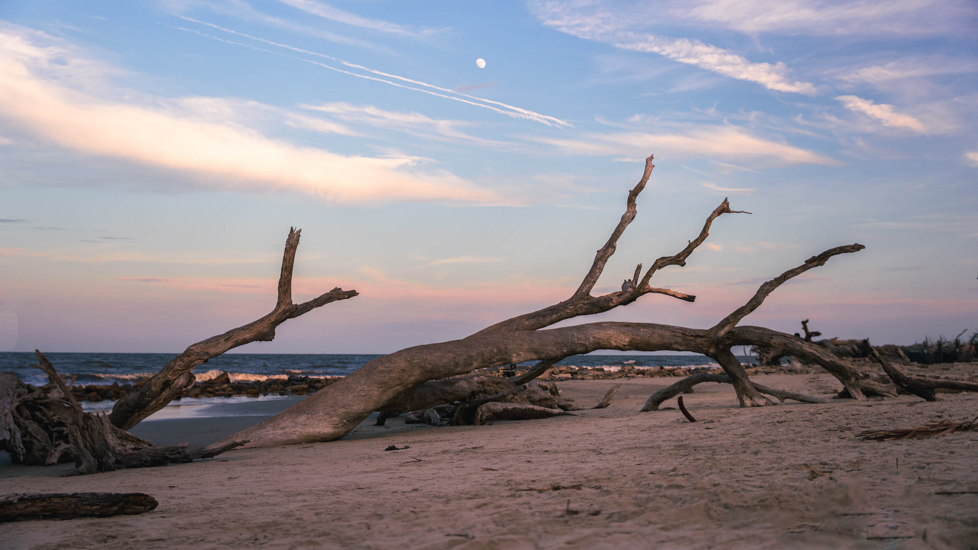 Driftwood — DSC06869