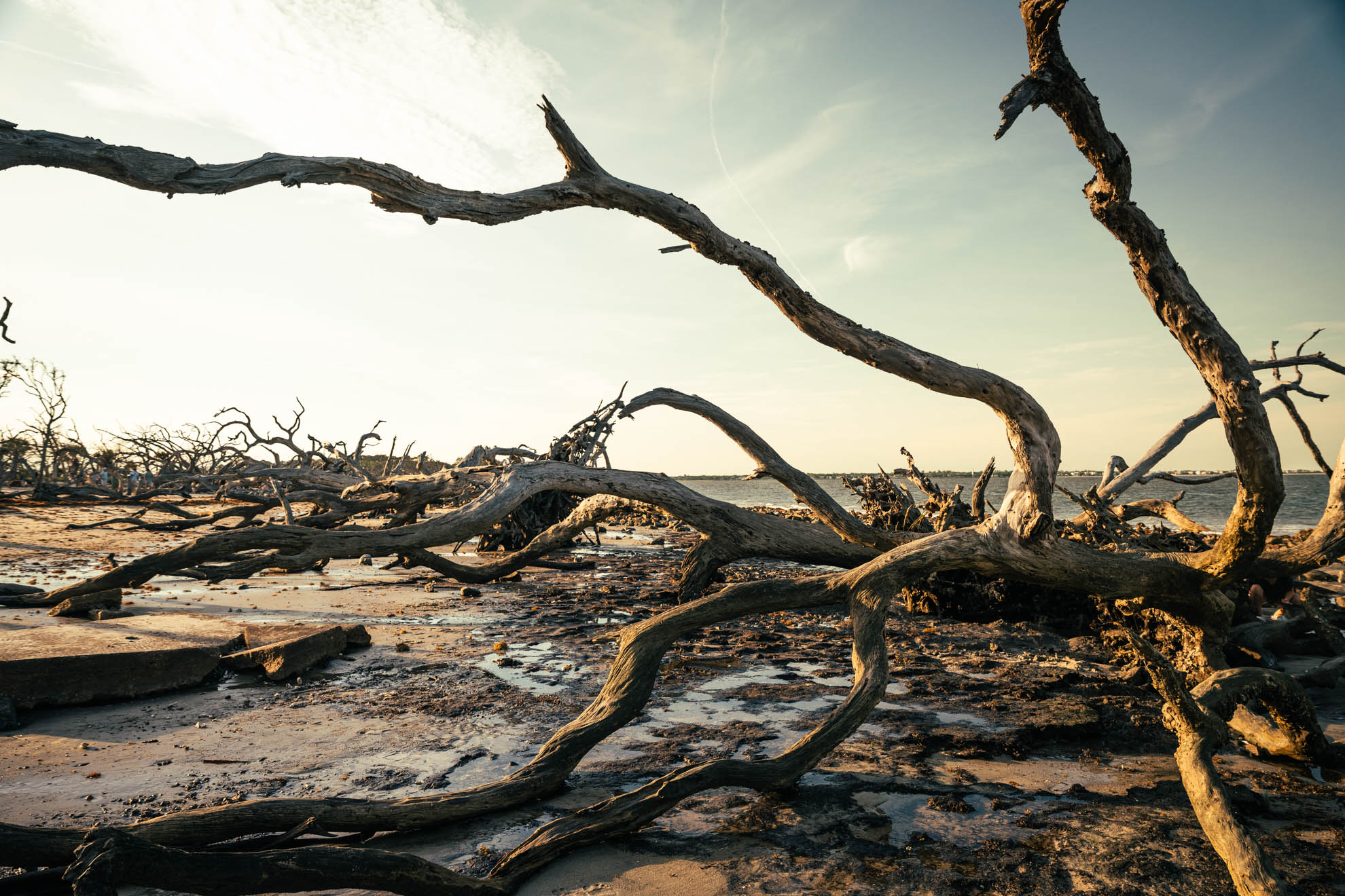 Driftwood — DSC08003