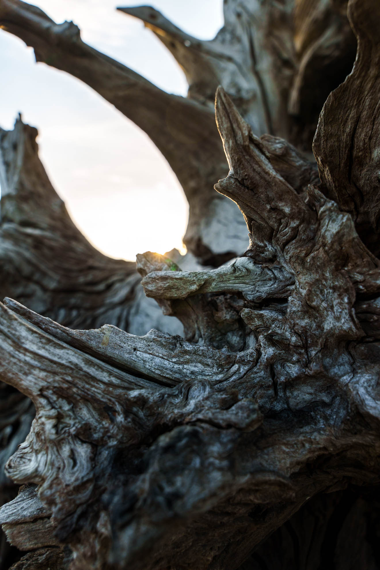 Driftwood — DSC08017