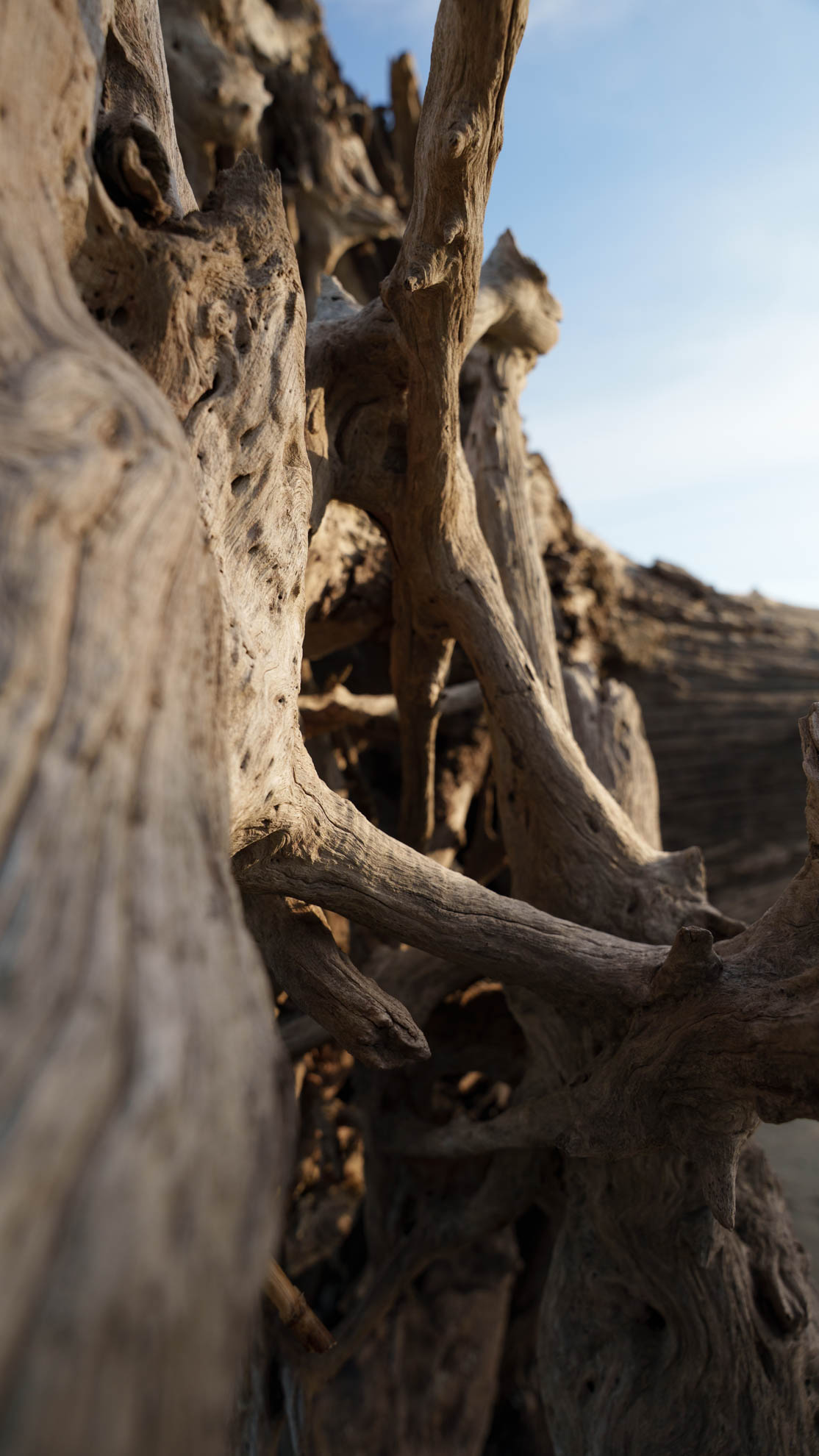 Driftwood — DSC08019