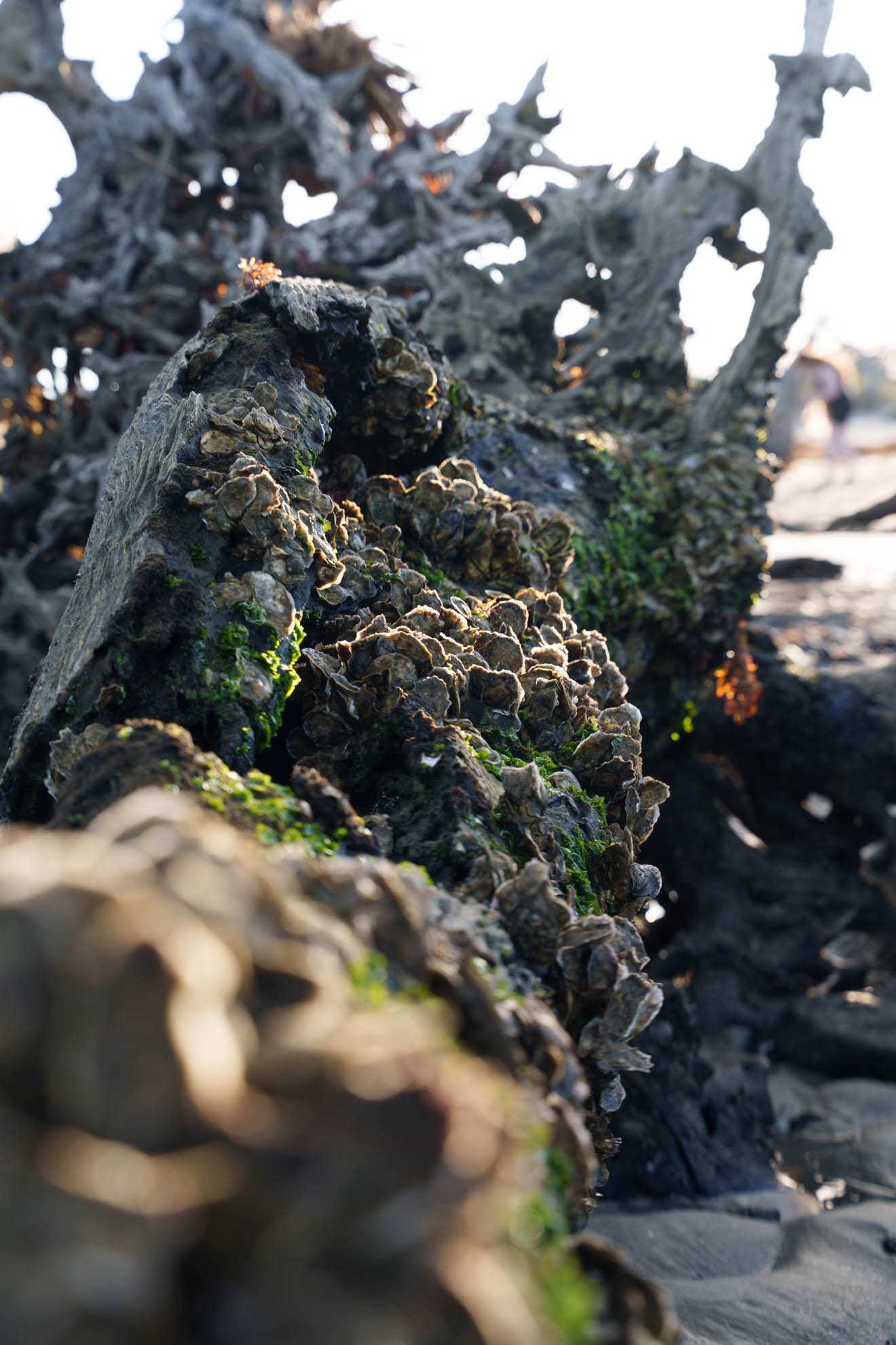 Driftwood — DSC08022