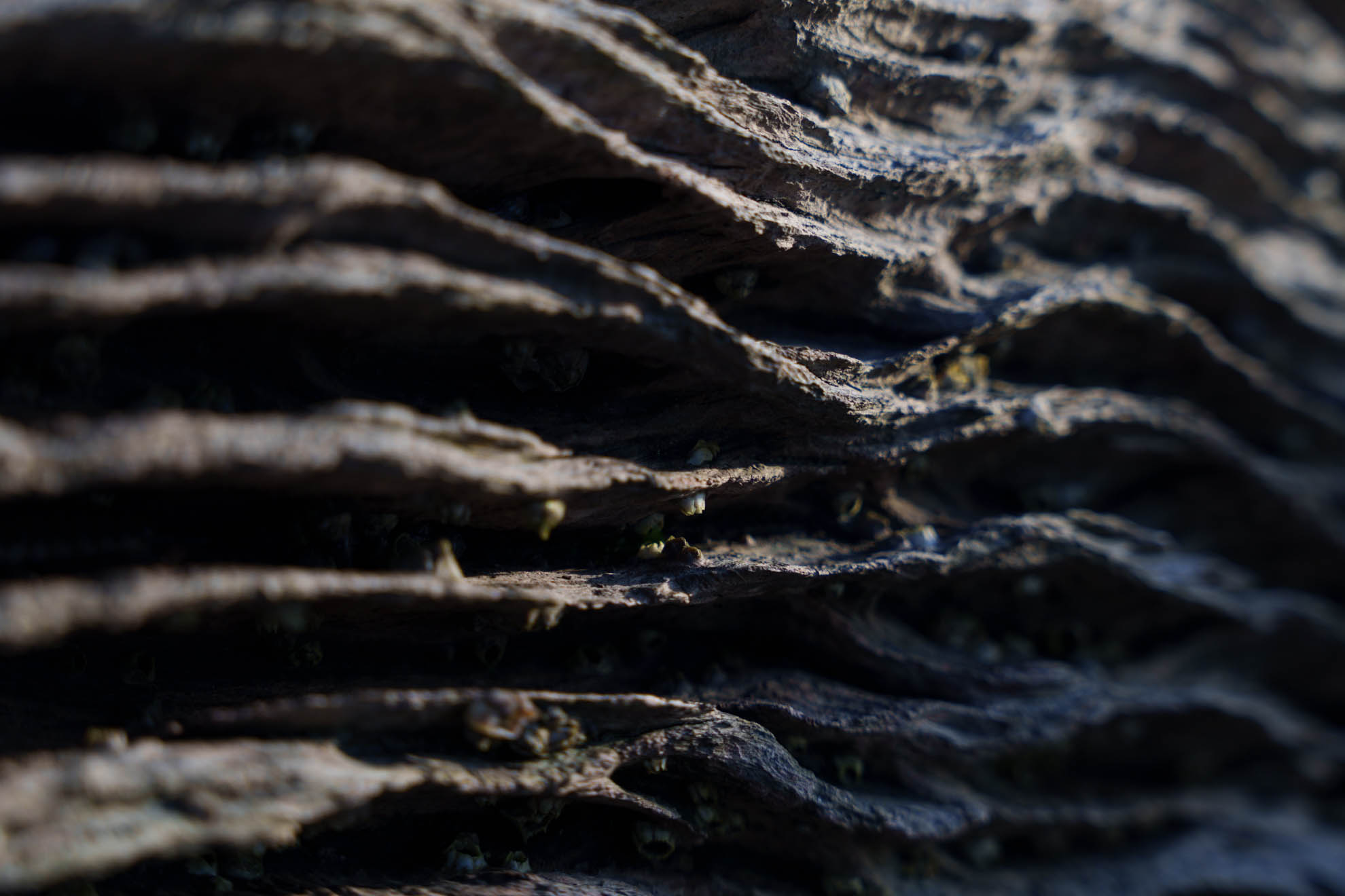 Driftwood — DSC08033