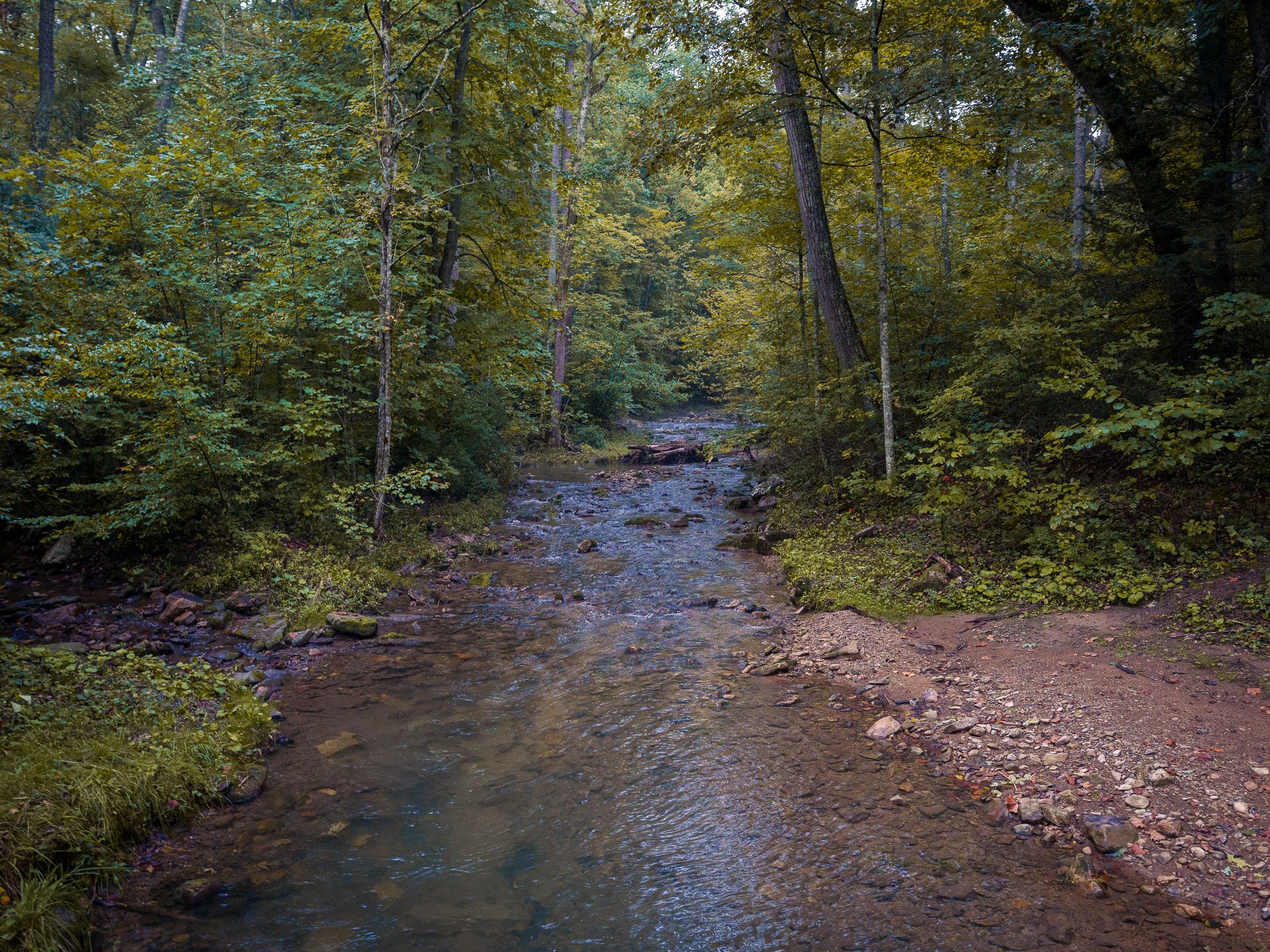 A shallow rocky stream winding through a green forest gorge