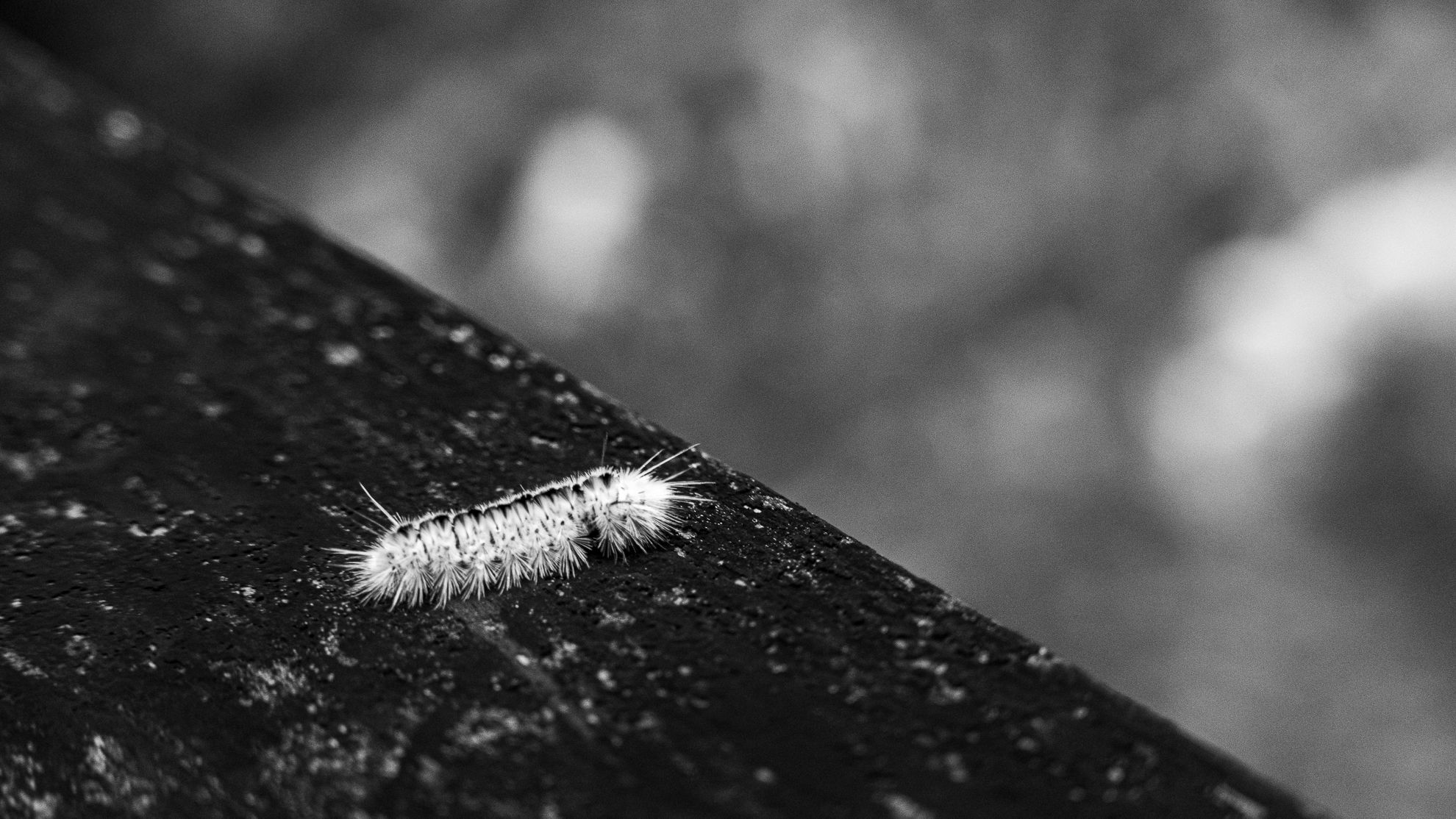 A fuzzy woolly caterpillar crossing a weathered wooden rail, black and white