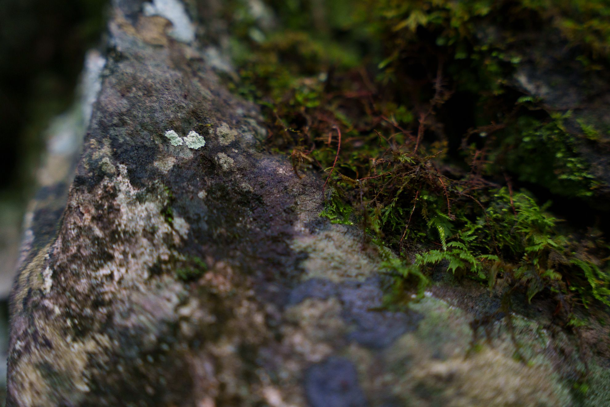 Close-up lichen and moss patterning the surface of a trailside rock