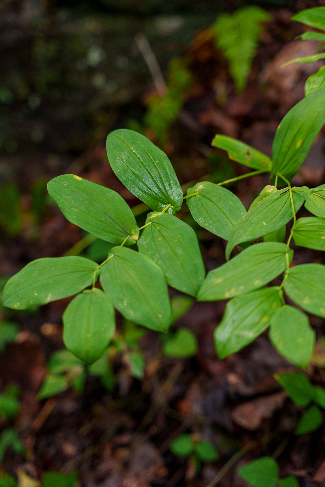 Arching green leaves of a forest floor plant, close-up