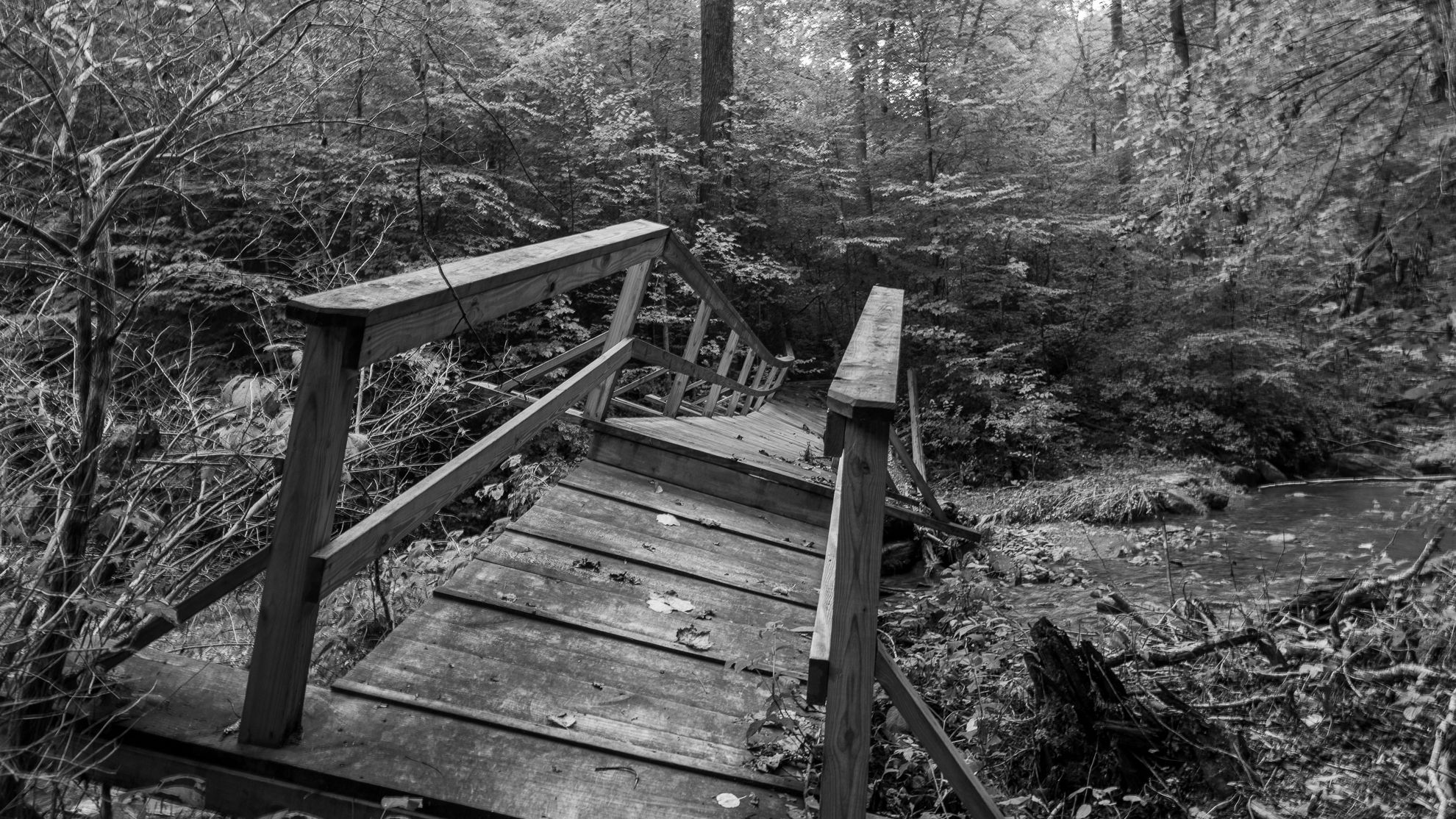 A weathered wooden footbridge over a forest creek, black and white