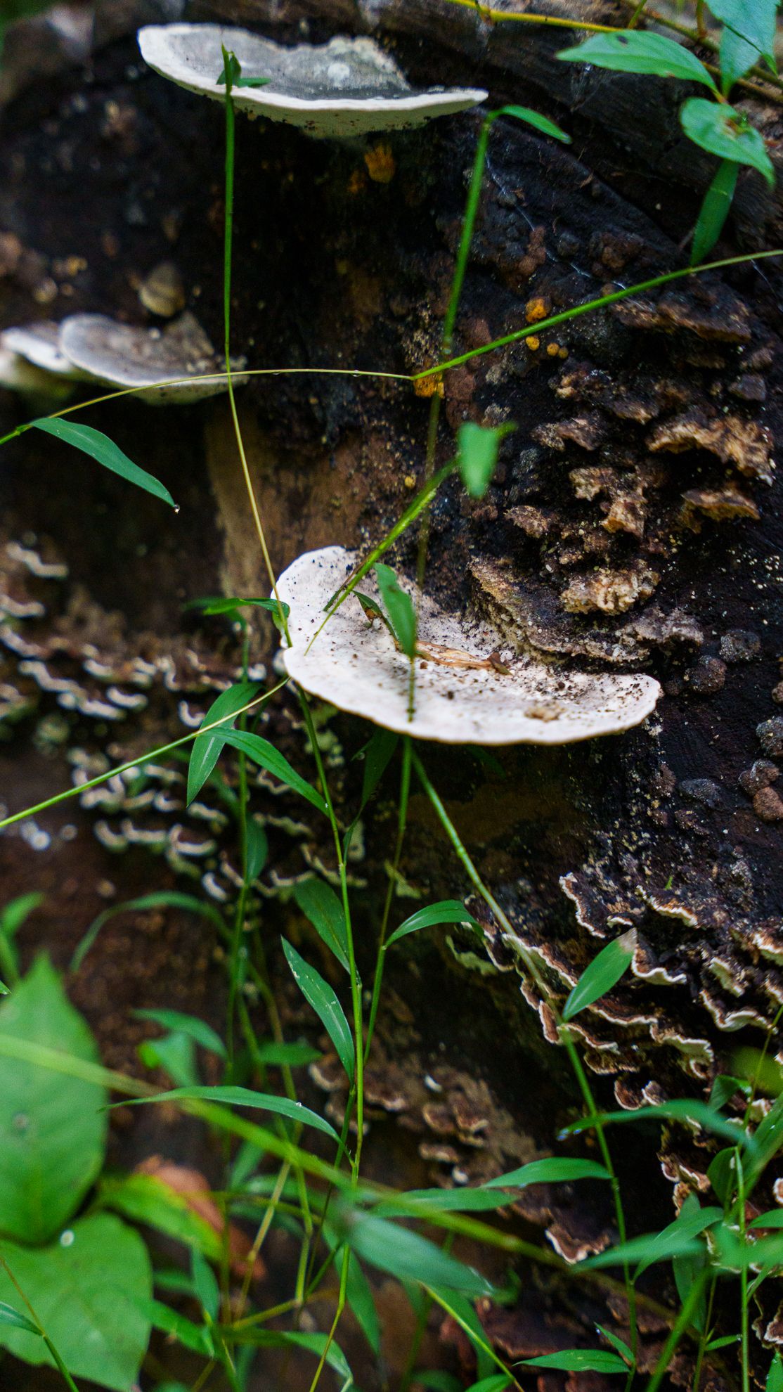 Pale shelf fungus growing in tiers on a mossy fallen log