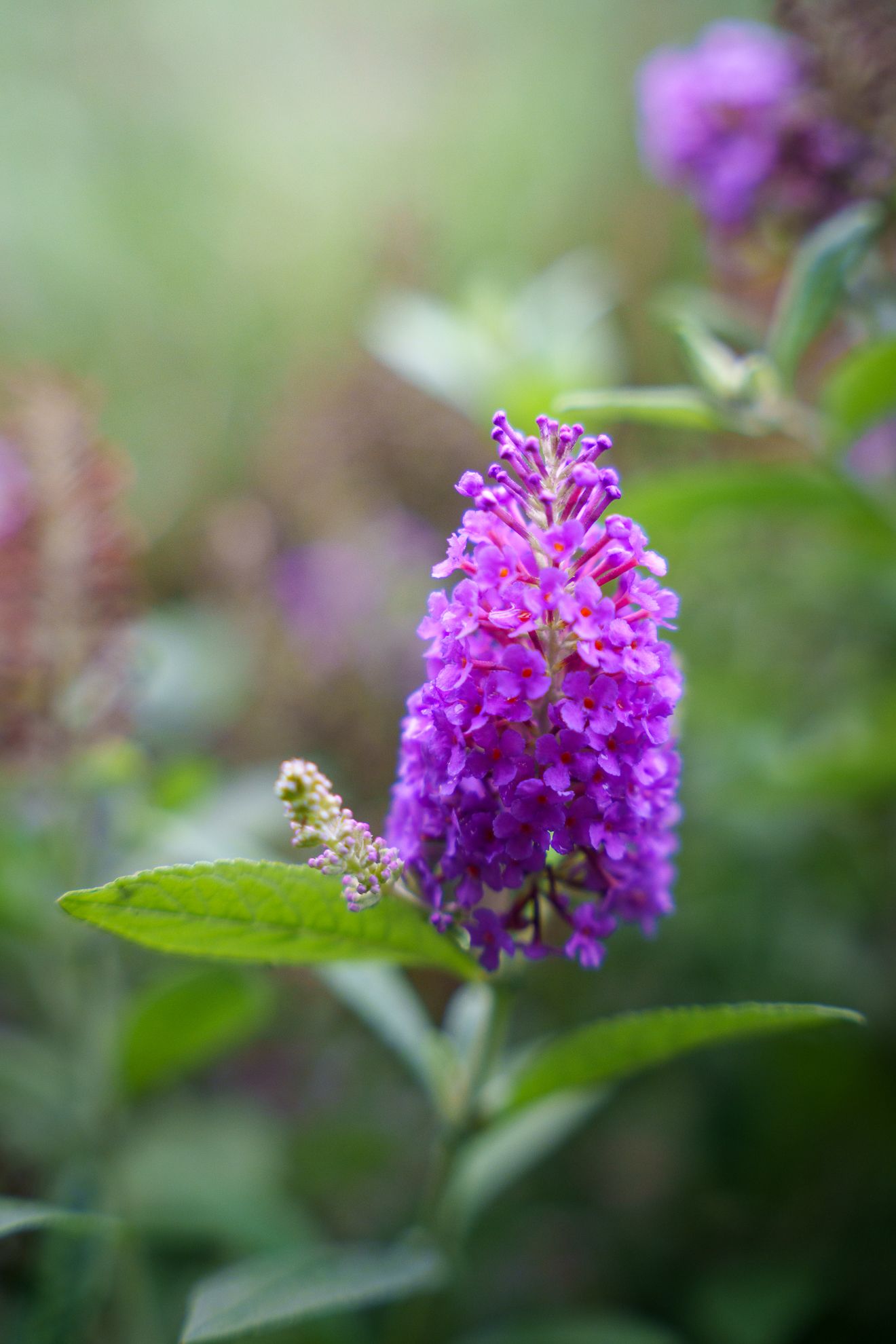 A purple butterfly bush bloom against soft green garden light