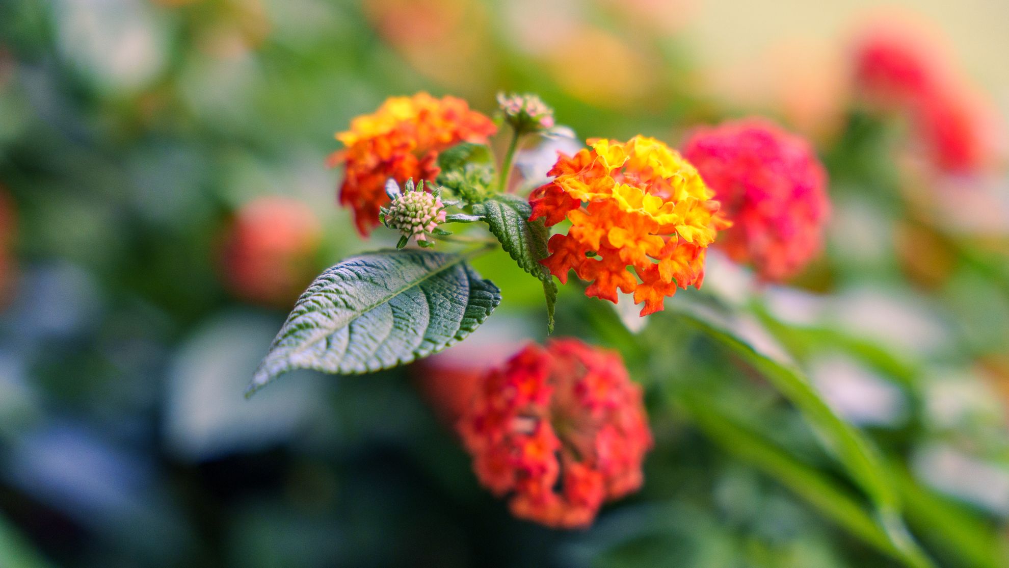Orange and yellow lantana blossoms in a garden bed