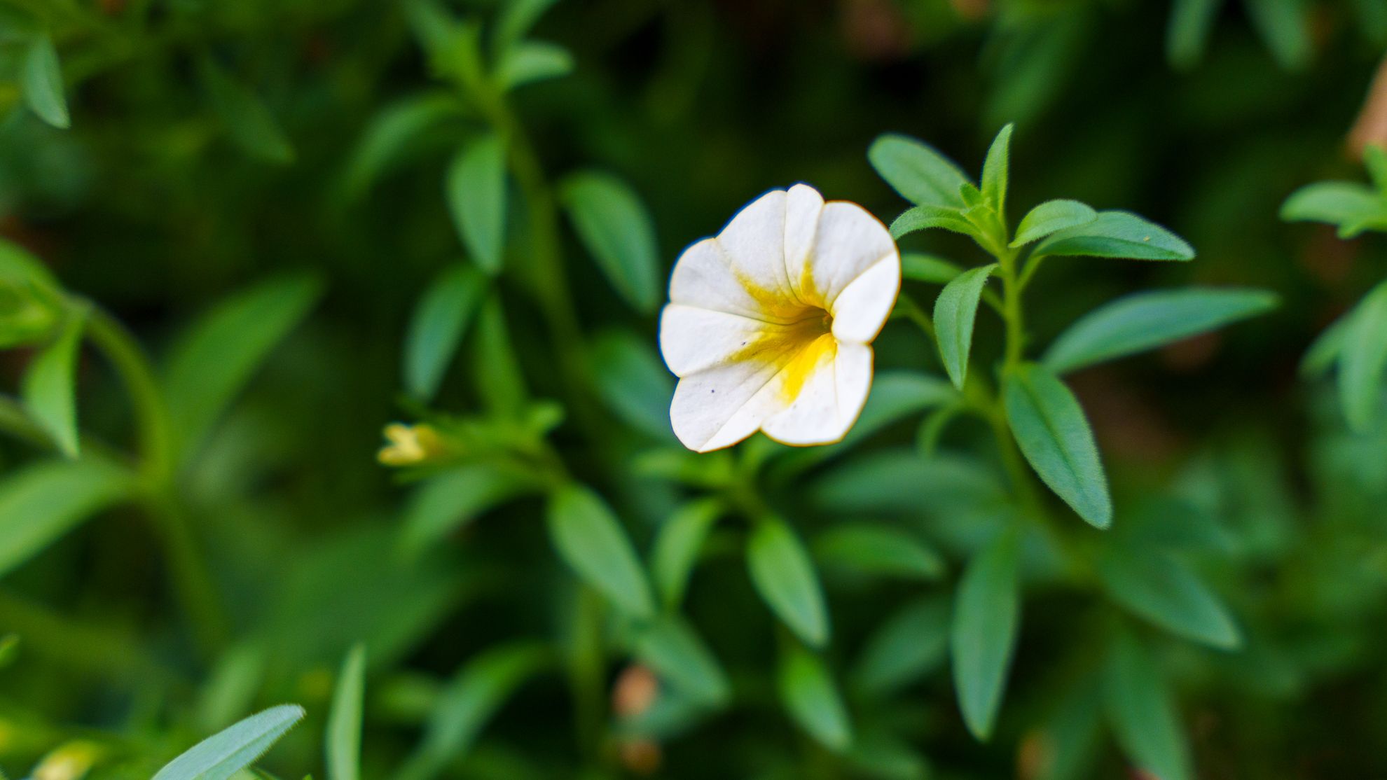 A single white and yellow garden flower among green leaves