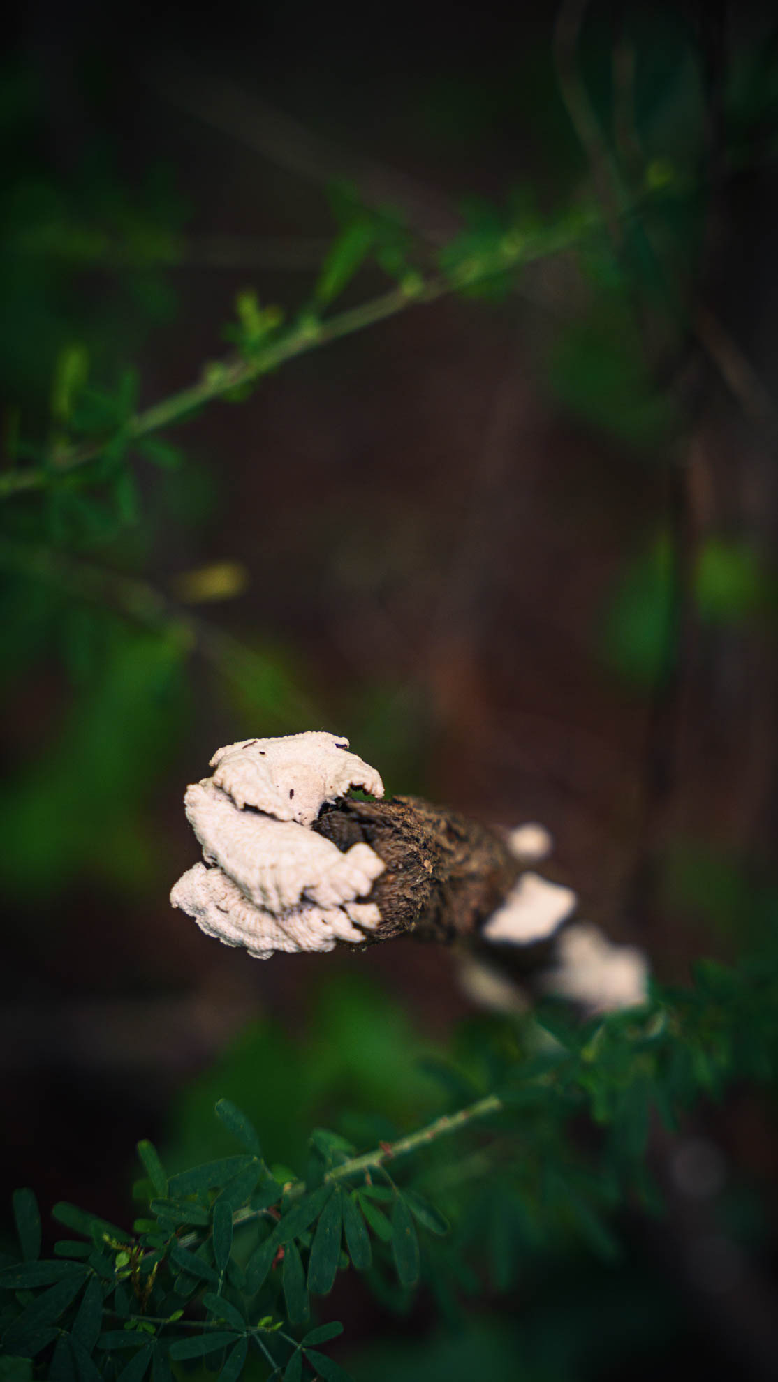 White shelf fungus ringing a broken twig