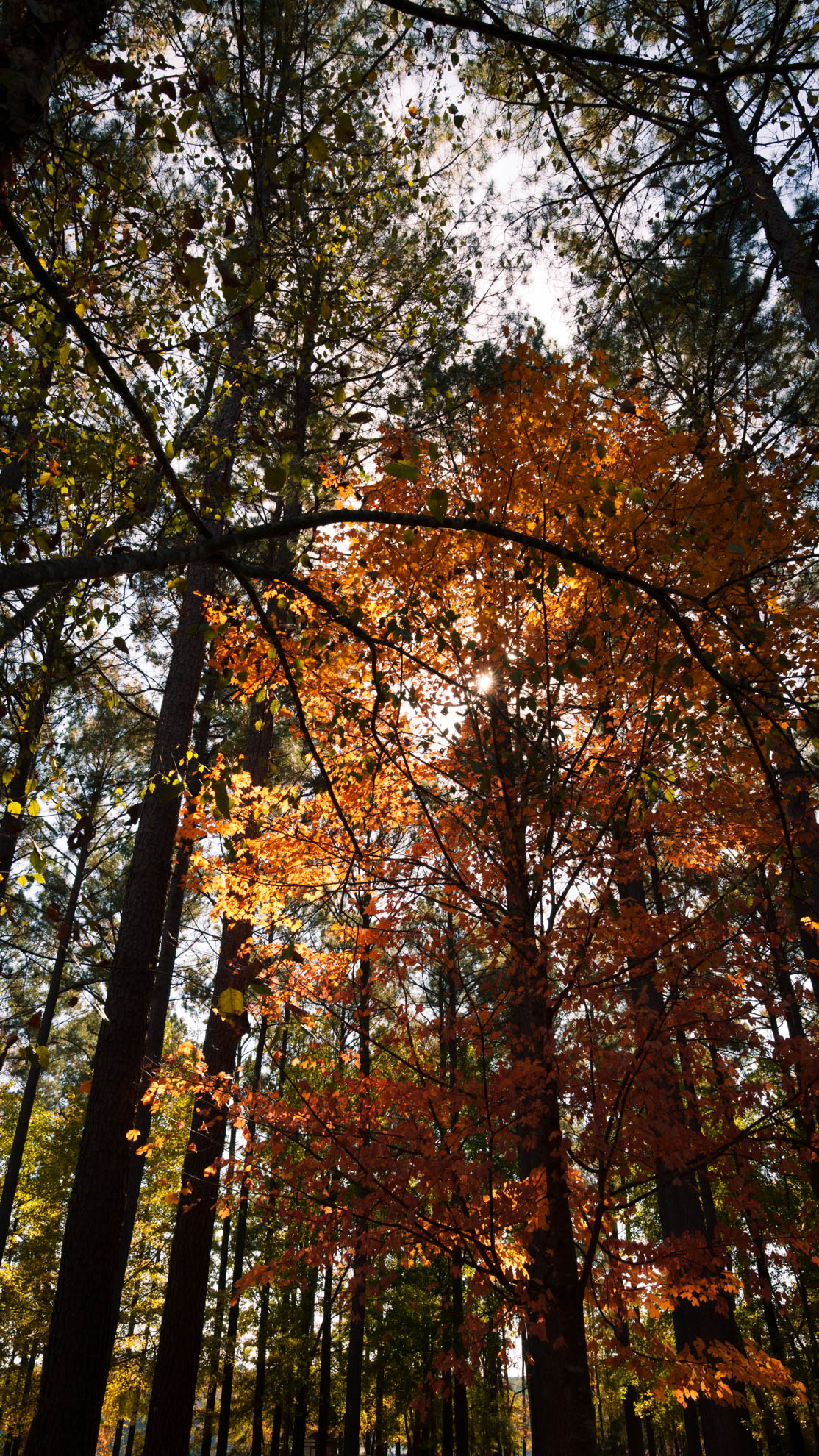 Landscapes — DSC02522