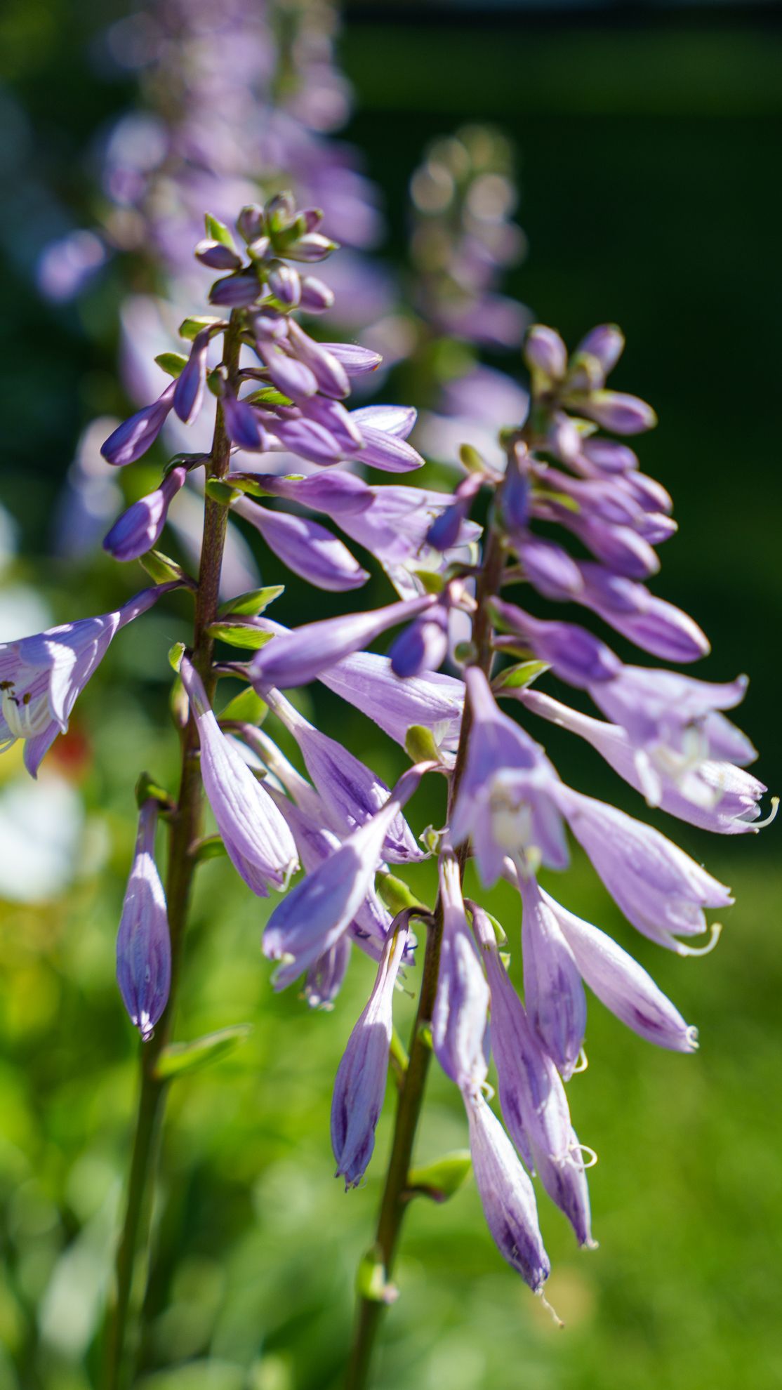 Purple hosta spires catching full sun