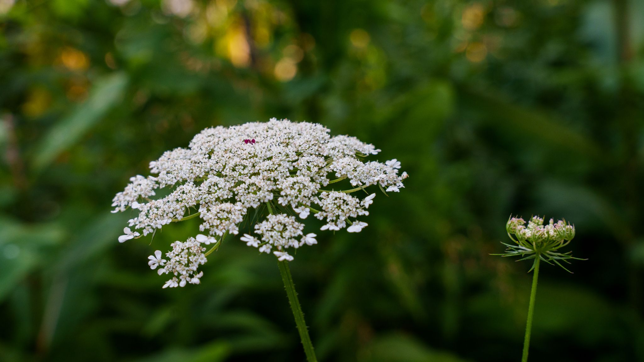 A head of Queen Anne's lace against deep green shade