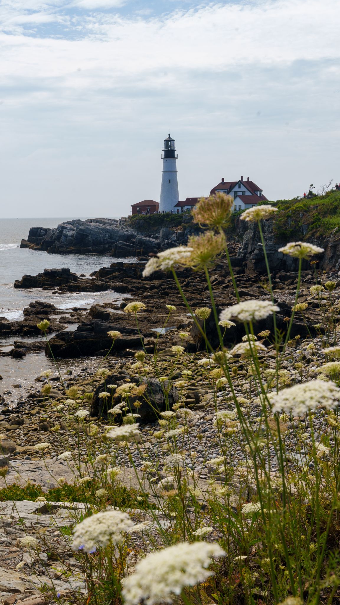 Queen Anne's lace below Portland Head Light on the cliff path