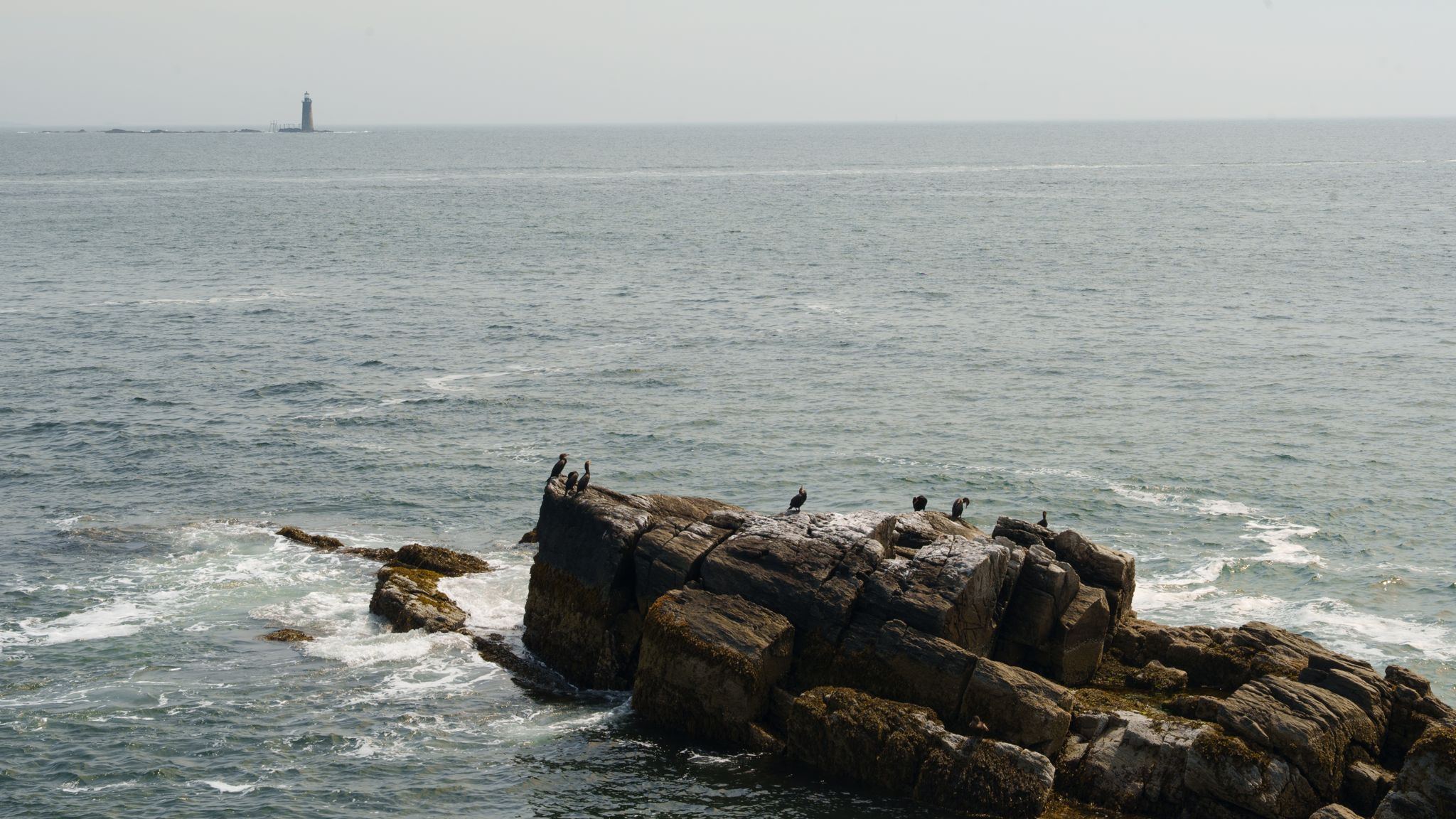 Cormorants drying their wings on a wave-cut rock, a lighthouse far off