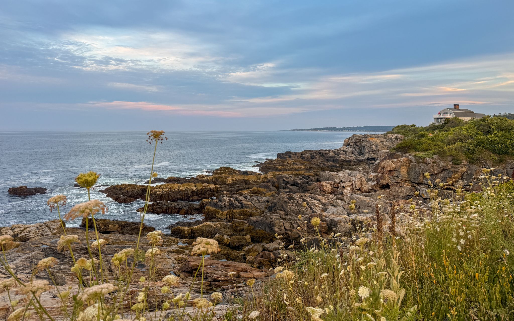 Wildflowers along the cliff walk as evening settles on the coast