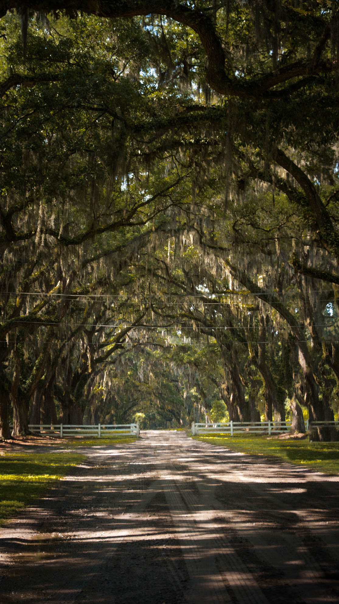 Savannah — DSC03974