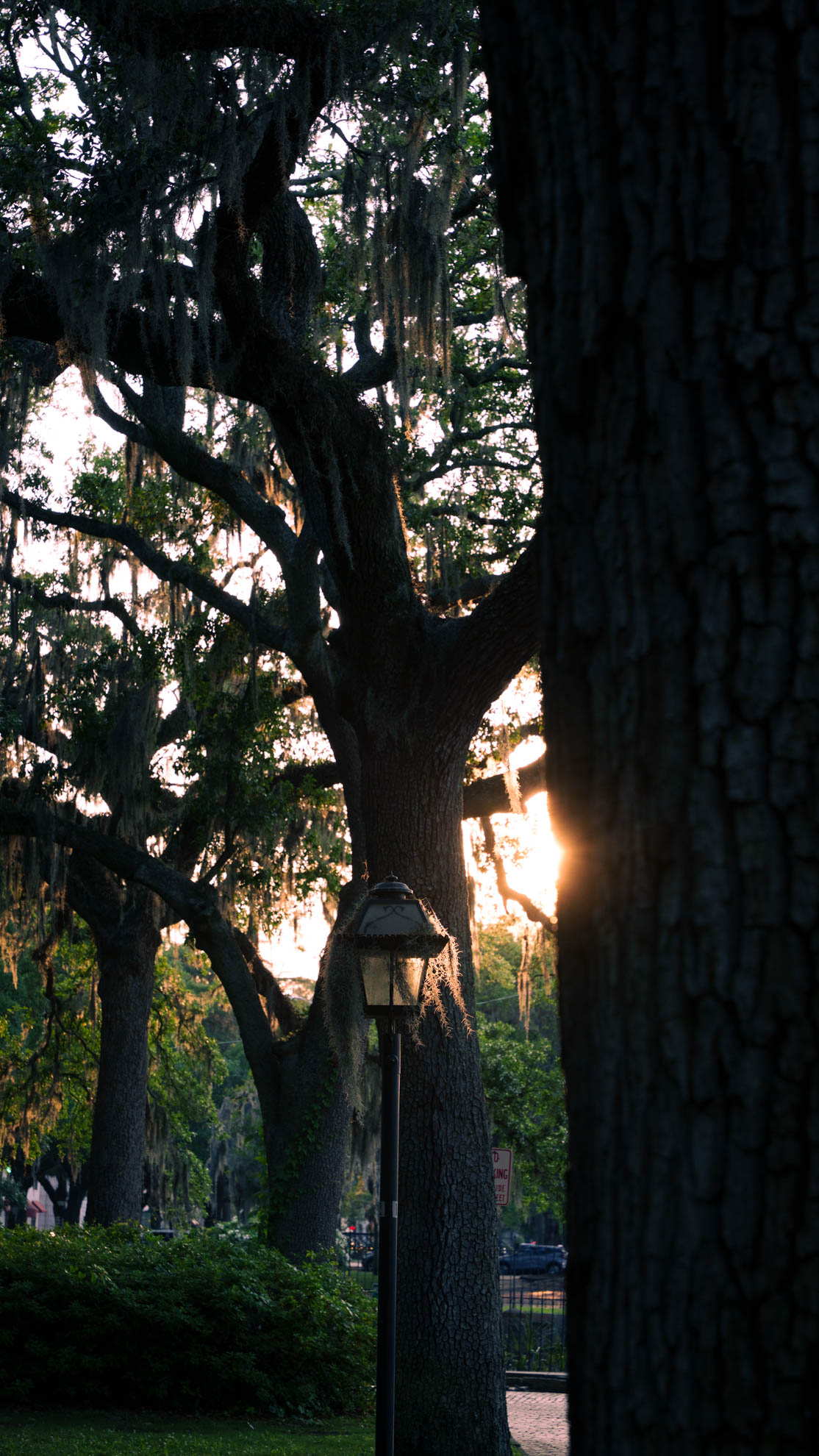 Savannah — DSC04038
