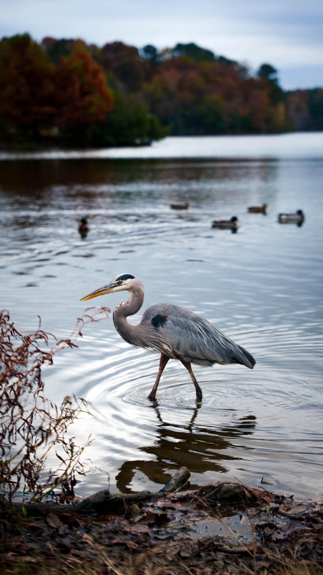 Great blue heron wading at the water's edge