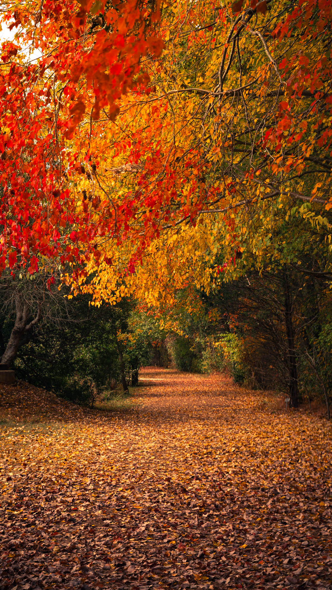Leaf-covered path beneath red maples in autumn