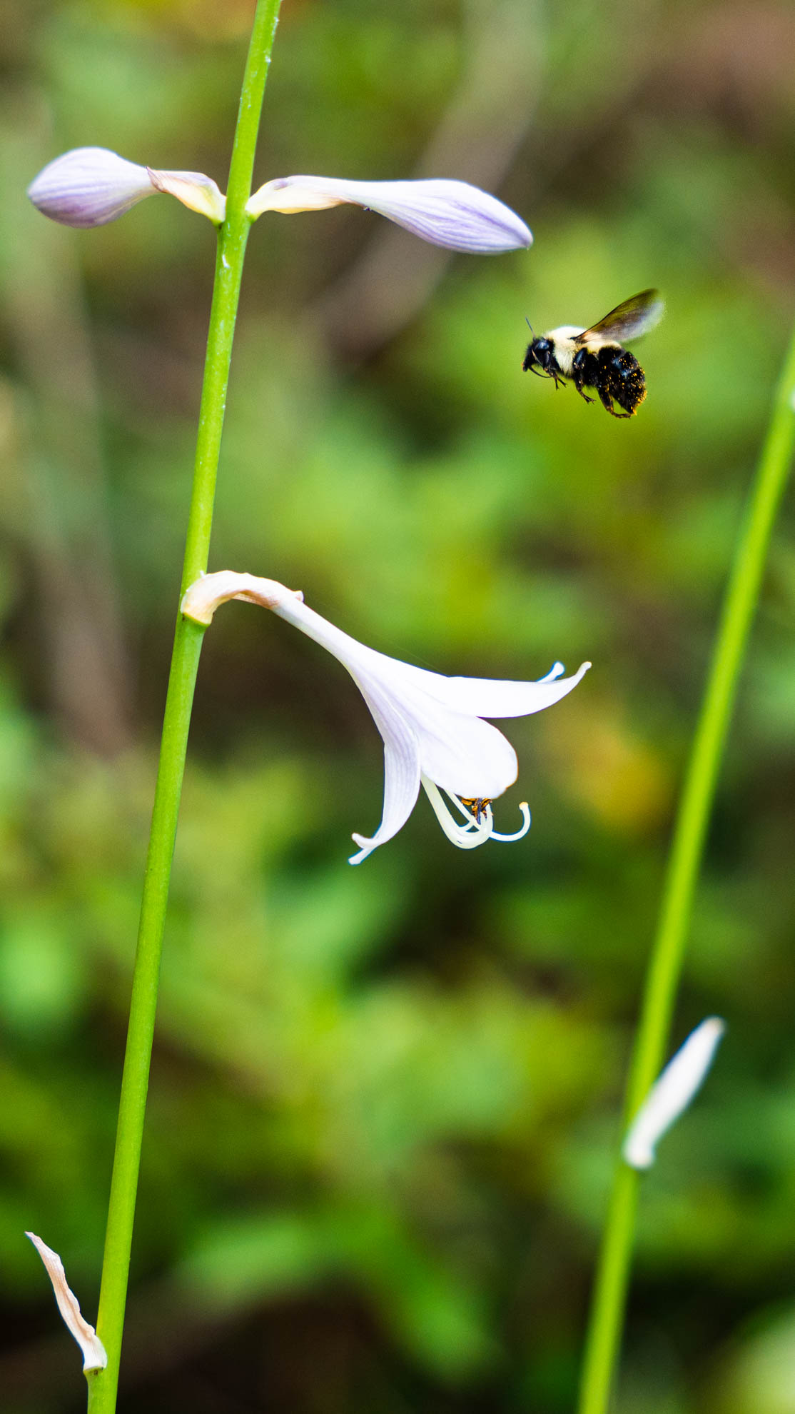 Wildlife — DSC00838