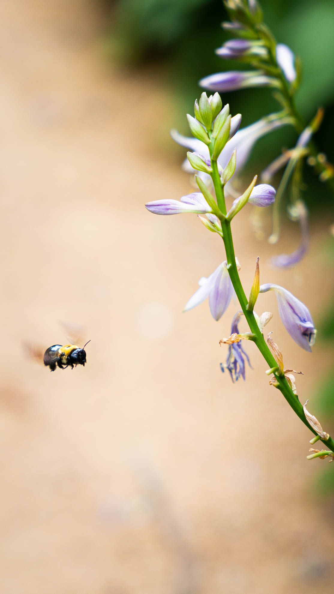 Wildlife — DSC00848