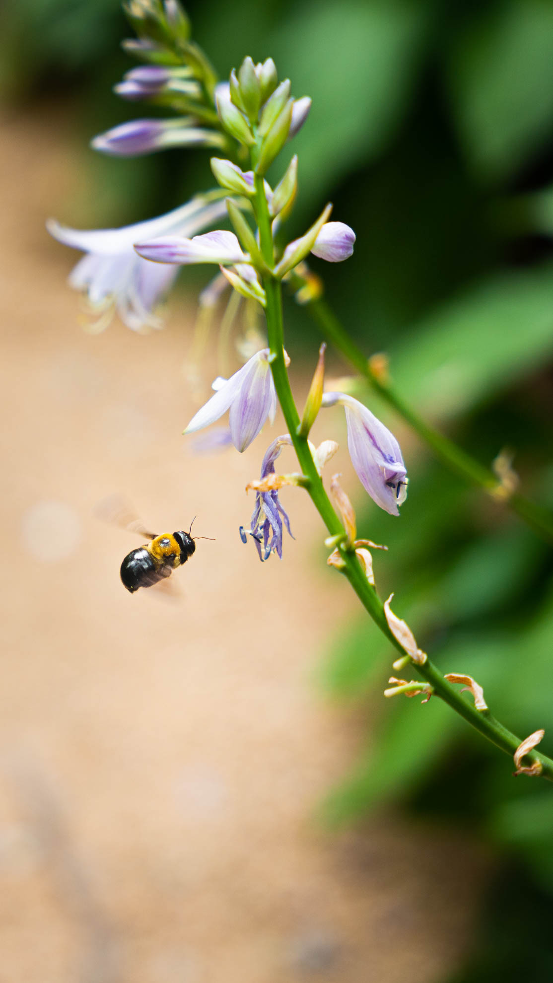 Wildlife — DSC00849