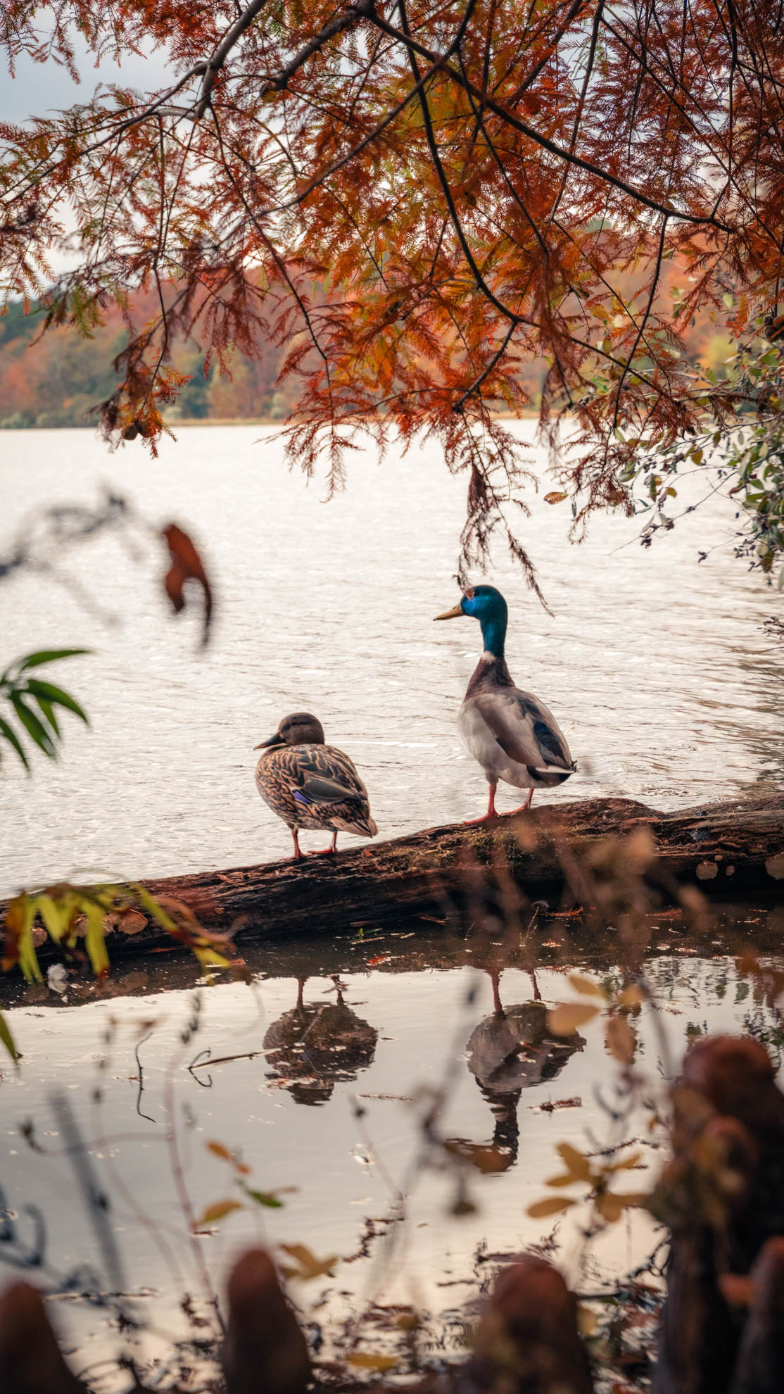 Wildlife — DSC02632