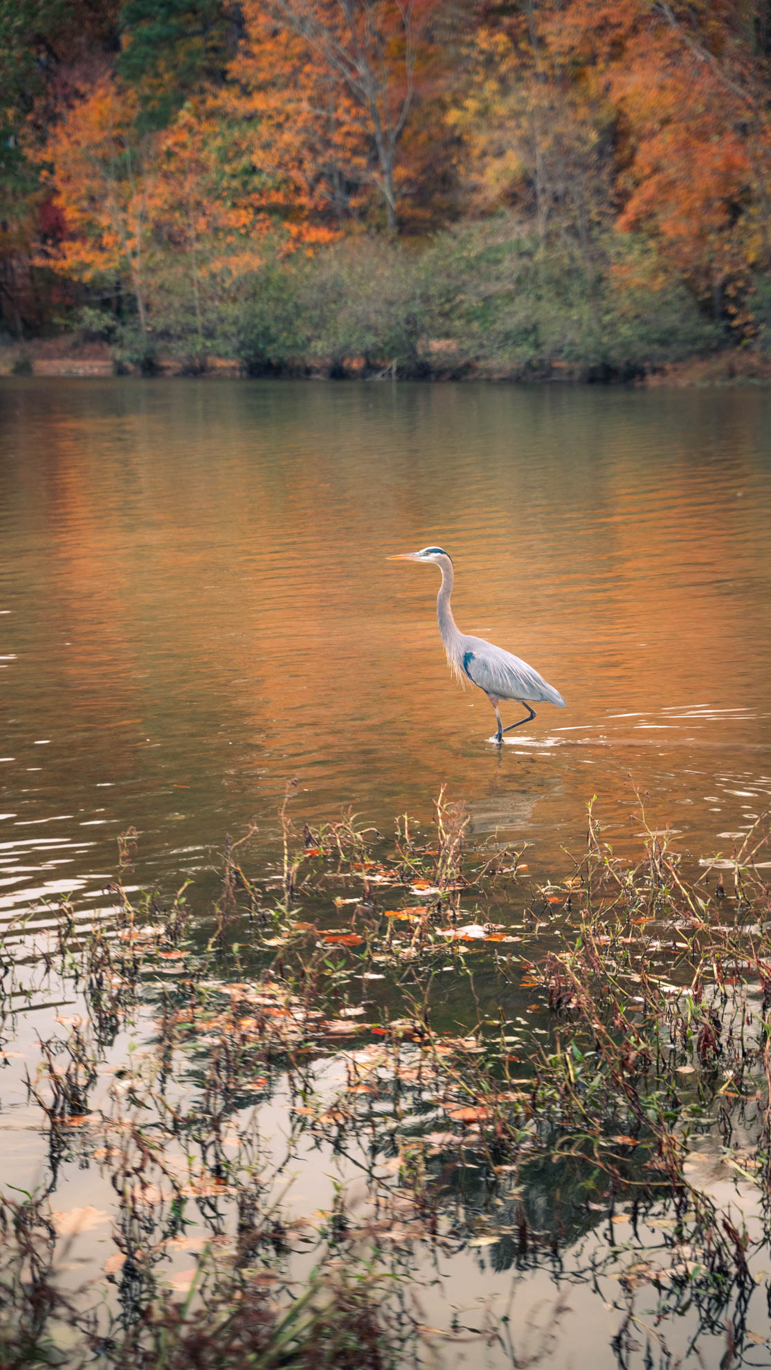 Wildlife — DSC02639