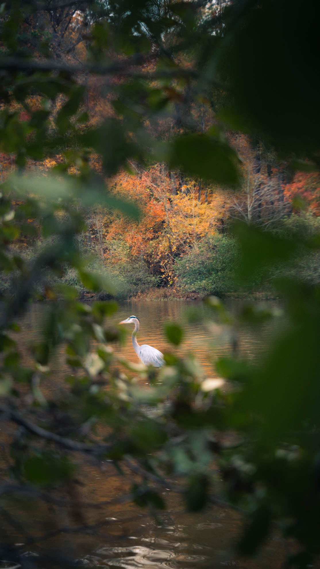 A white egret on the far bank glimpsed through leaves