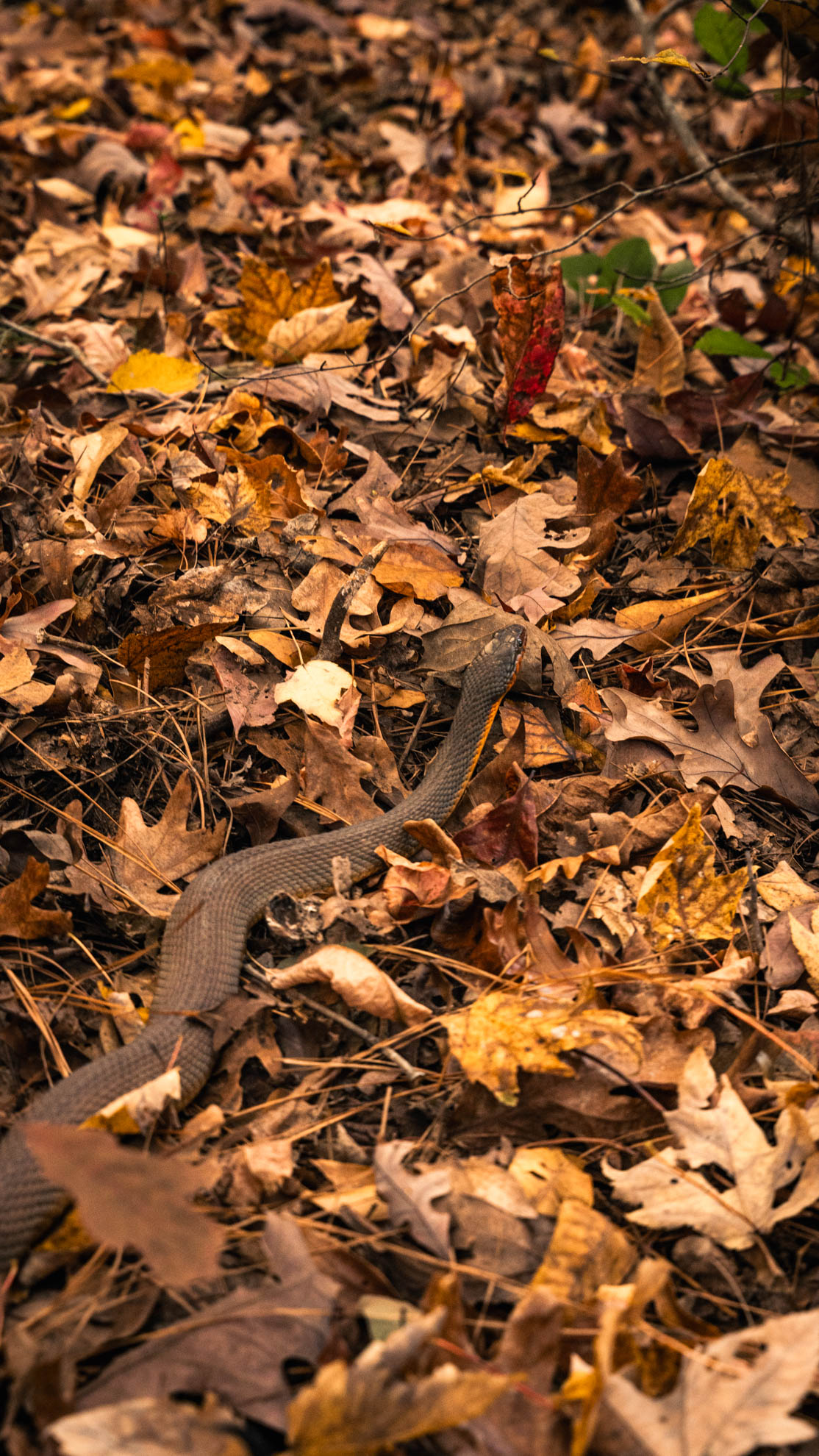 A brown snake crossing a floor of fallen oak leaves