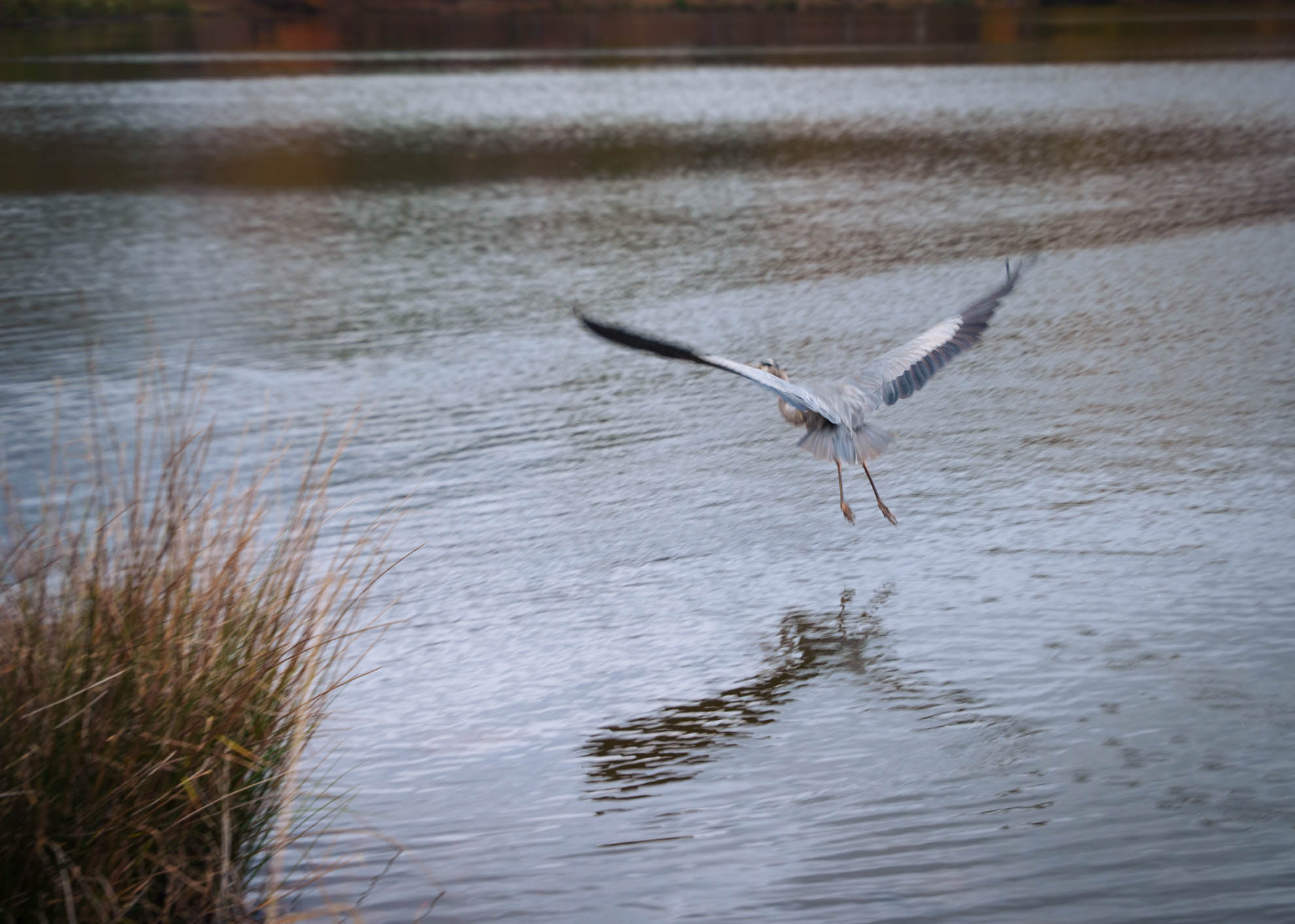 Wildlife — DSC02690