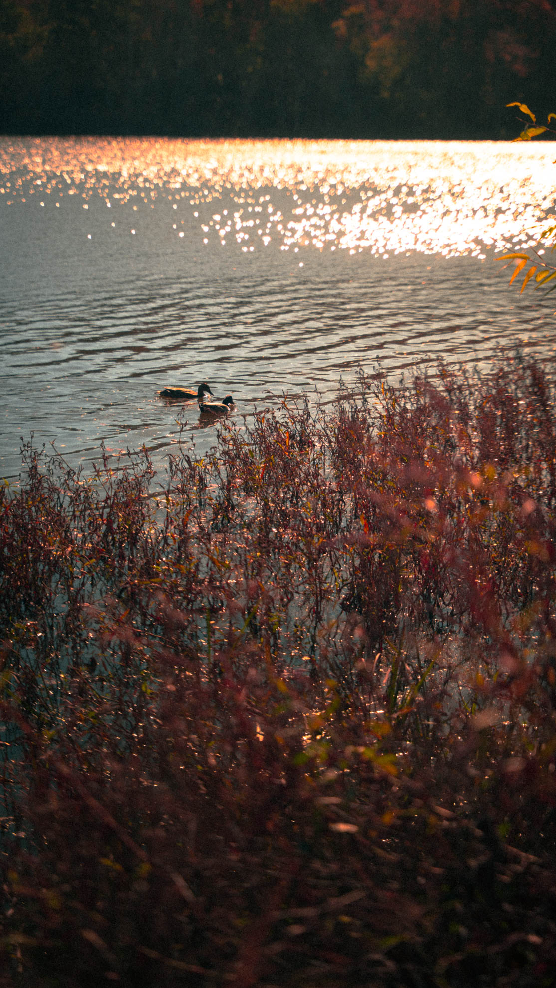Two mallards drifting past red shoreline brush in glittering evening light