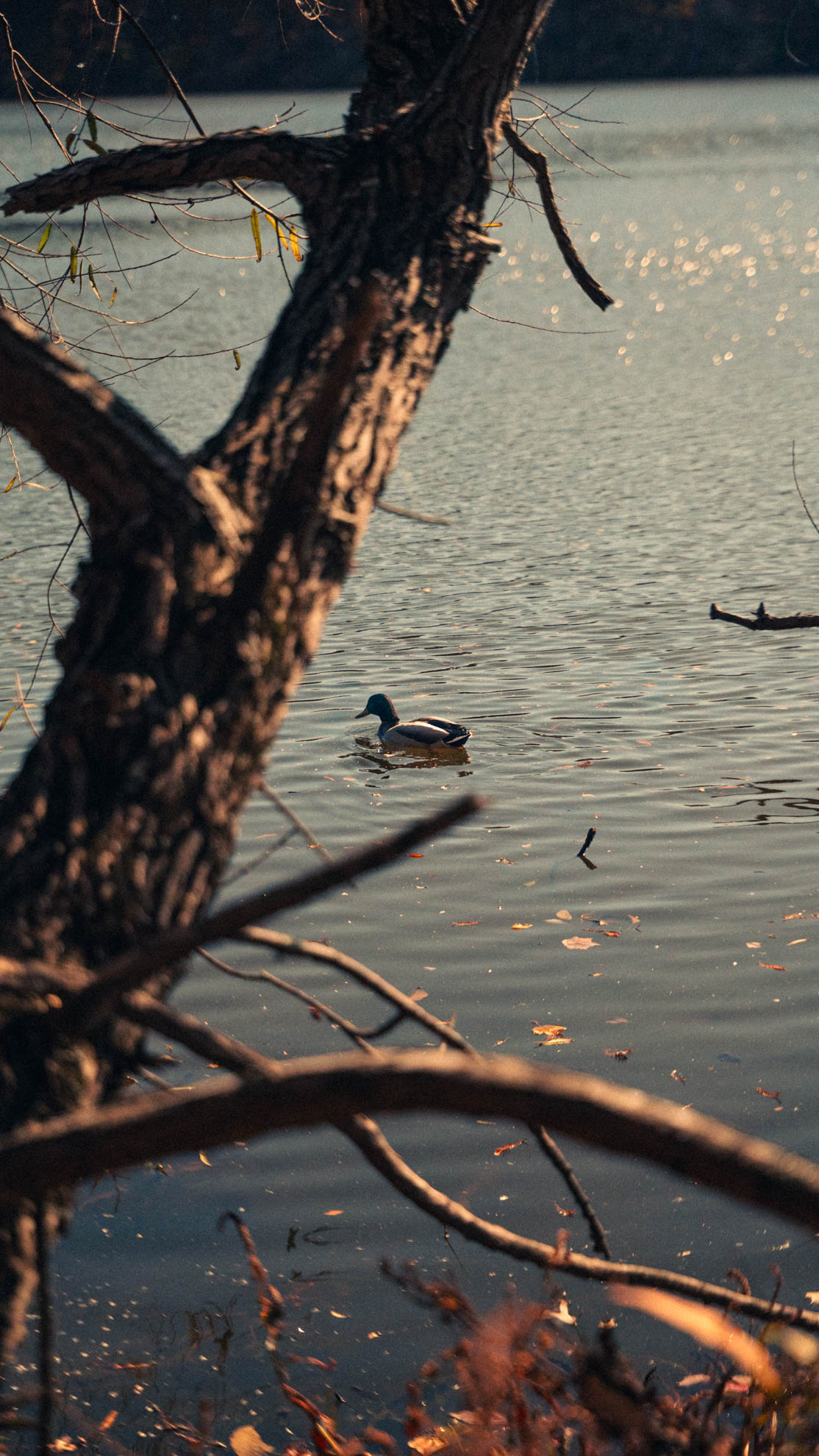 Wildlife — DSC02761