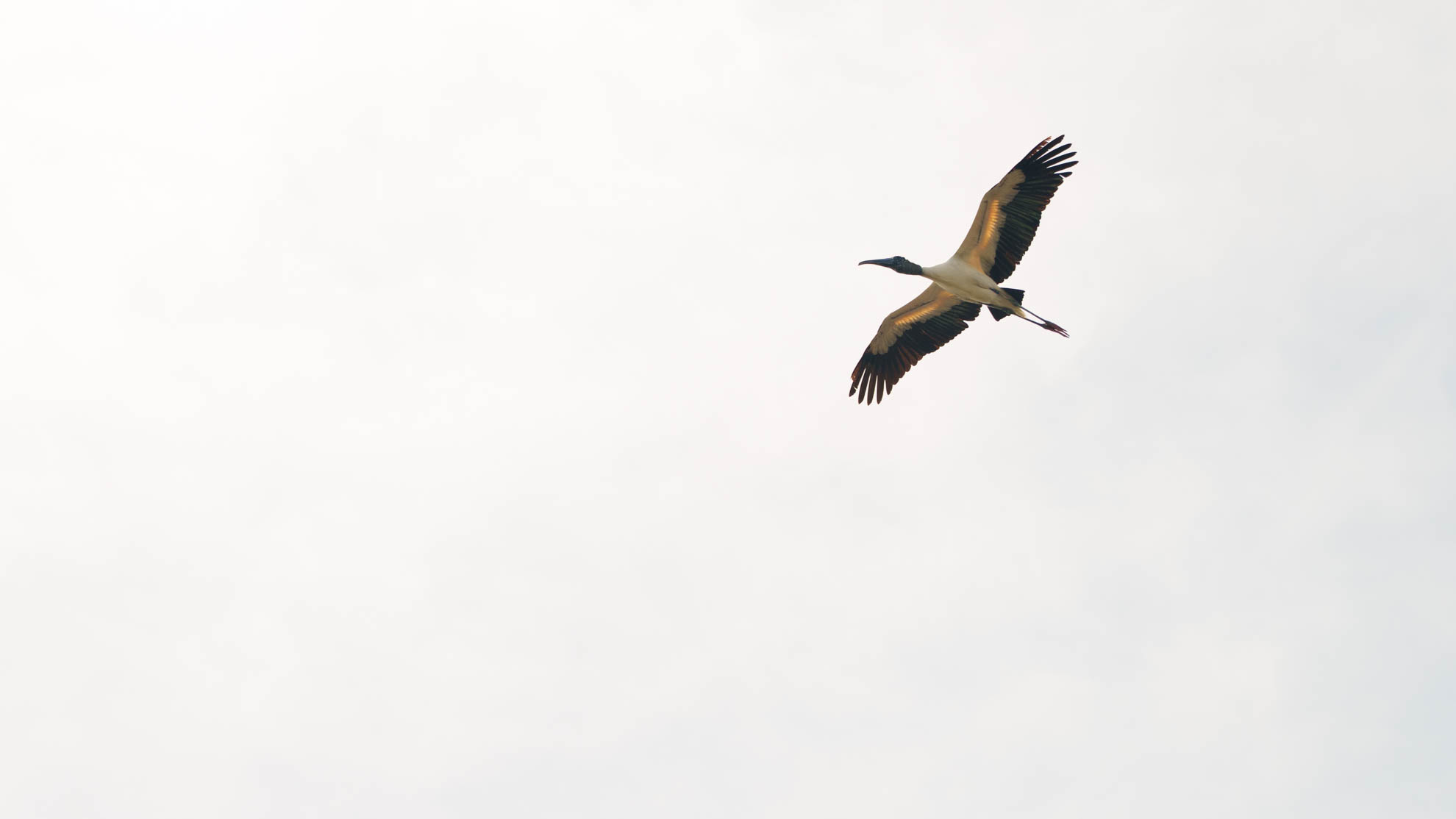 Wildlife — DSC03399