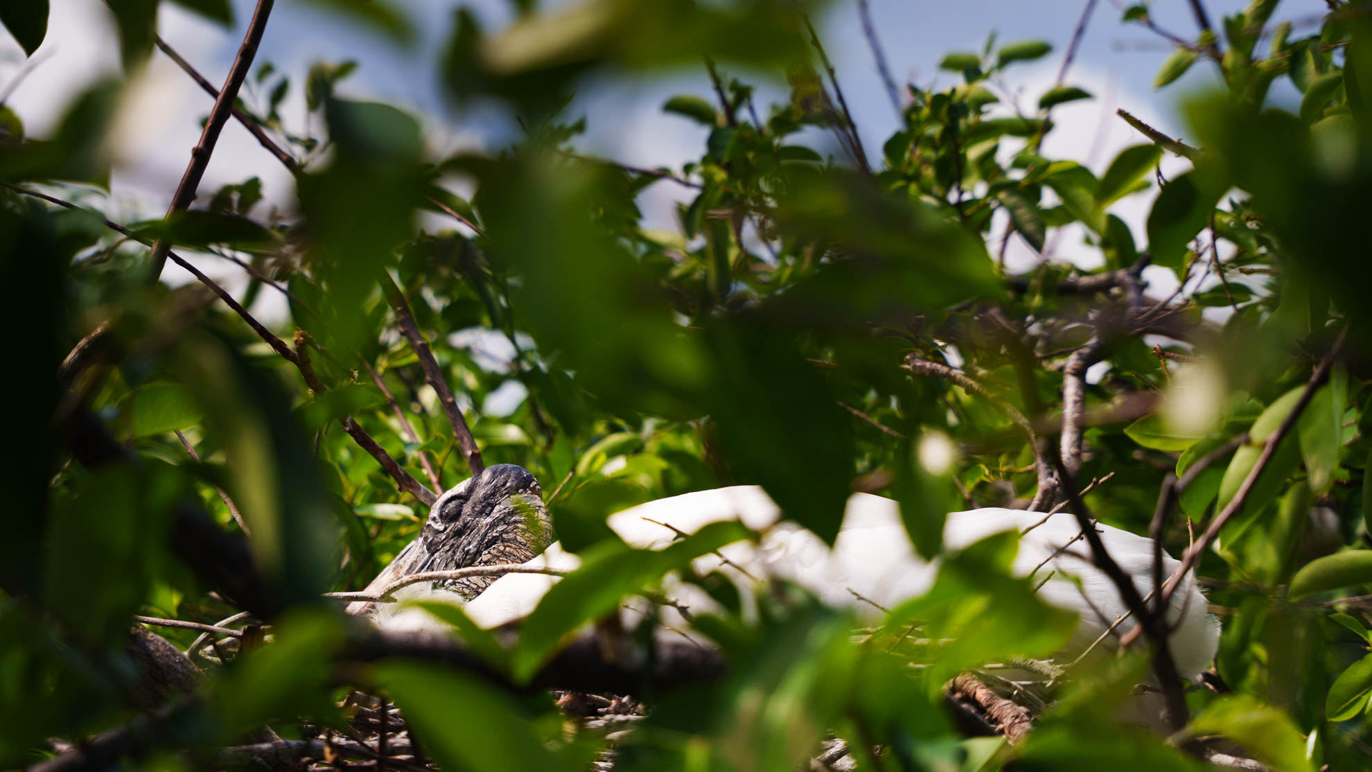 Wildlife — DSC03412