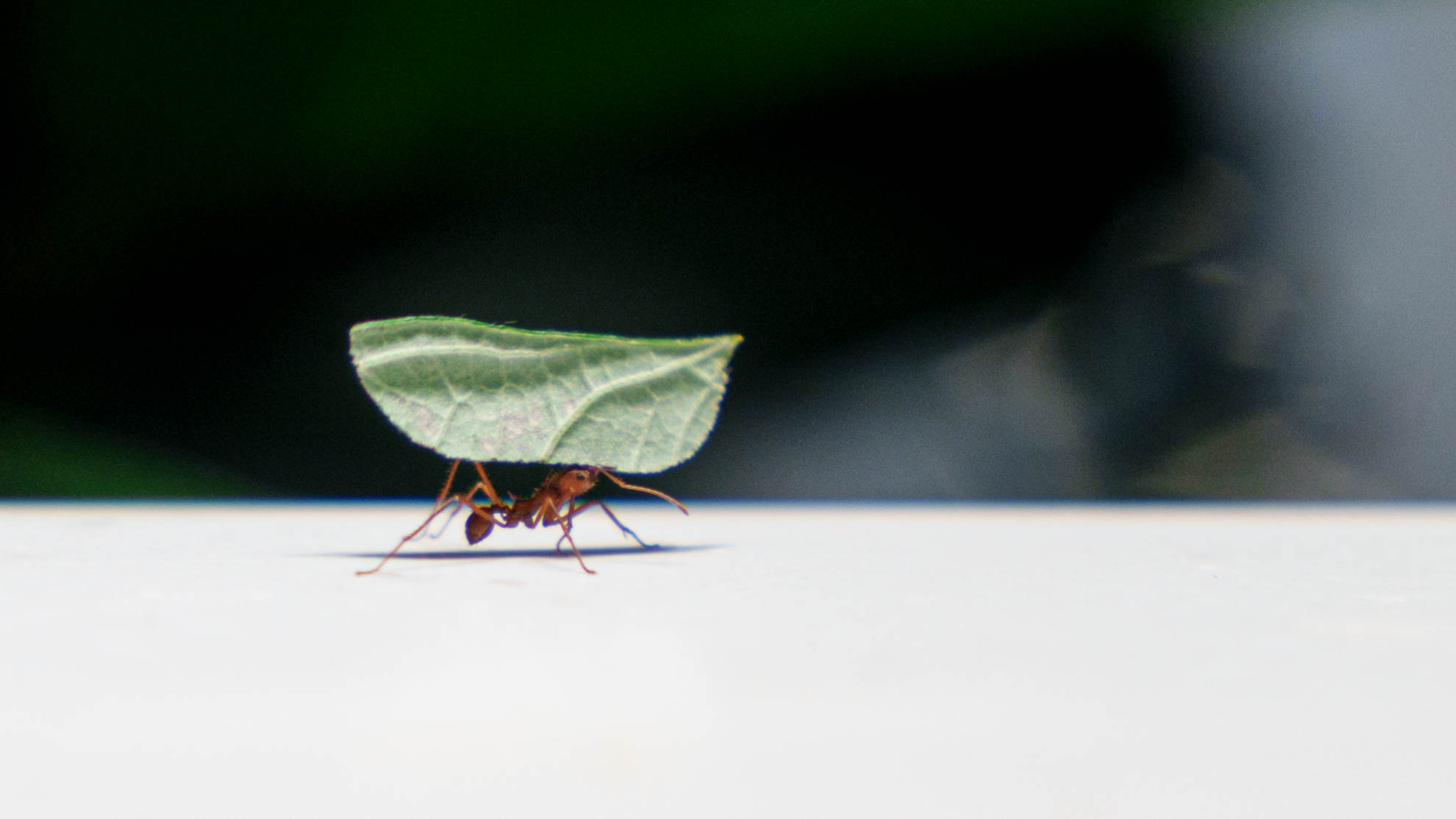 Wildlife — DSC07851
