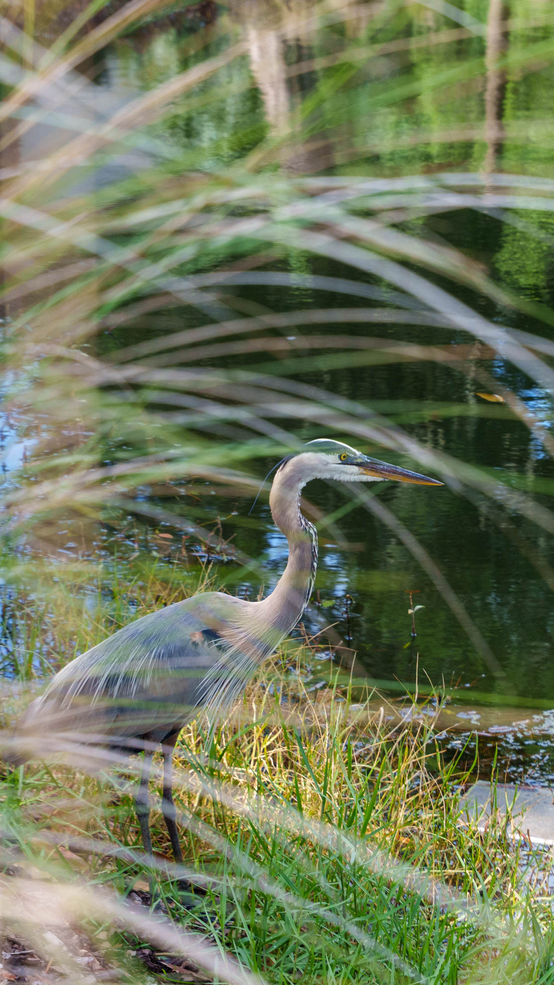 Wildlife — DSC08071
